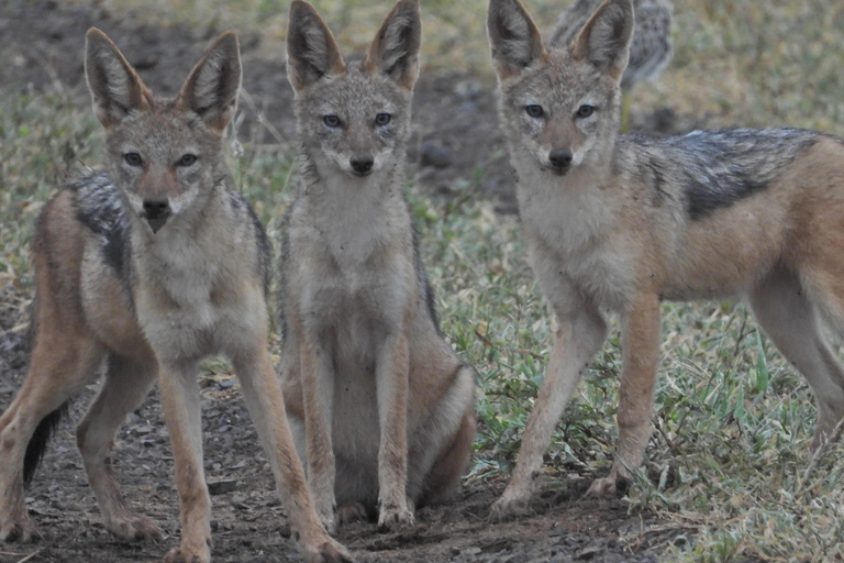 Budget Kruger &amp; Panorama meerdaagse tour vanuit Johannesburg5-daagse budgetreis naar Kruger &amp; Panorama