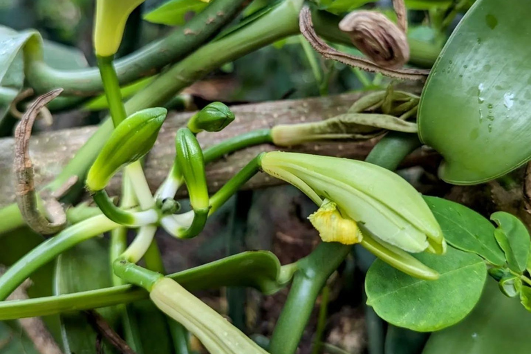 Zanzibar : Stone Town, visite des épices et de l'île prison avec déjeunerVisite privée