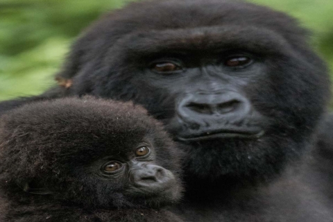 2-daagse gorillatrekkingtochtKigali: Gorillatrekkingtocht