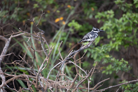 Kigali: 5-Day Birdwatching Tour Across Rwanda