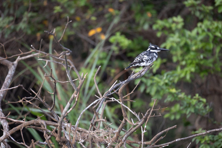 Kigali: 5-Day Birdwatching Tour Across Rwanda