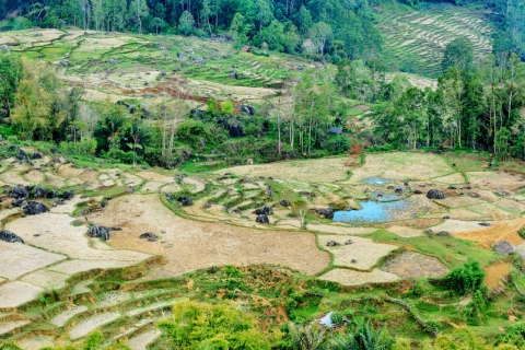Tana Toraja: 3D2N privétour in Zuid-SulawesiTour zonder vluchten