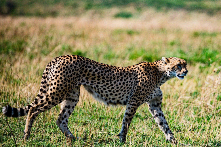 3 jours de safari dans le Masai Mara en 4X4 Land Cruiser à toit ouvert