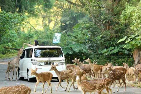 Depuis Jakarta : Parc safari, chute d&#039;eau et plantation de thé