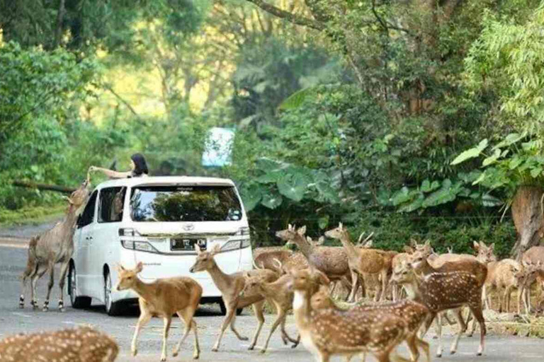 Da Jakarta: Esplora il parco safari, la cascata e la piantagione di tè