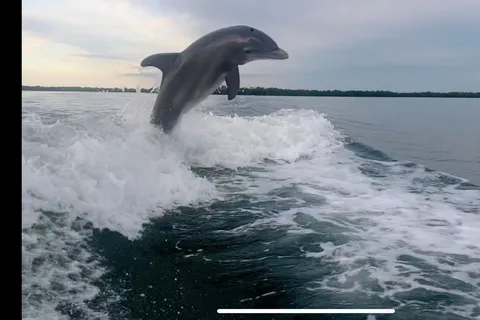 Private 2 Hour Dolphin & Eco Tour Marco Island, FL