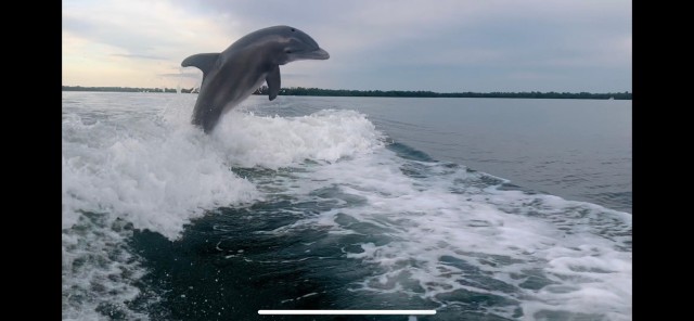 Visit Naples, FL 3 Hour Private Dolphin & Manatee Tour in Naples, Florida