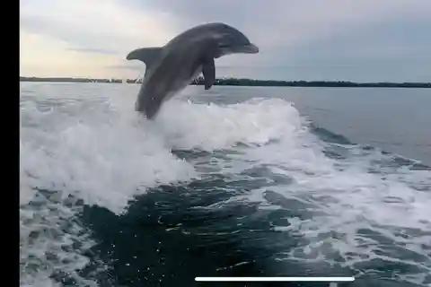 Private 2 Hour Dolphin & Eco Tour Marco Island, FL