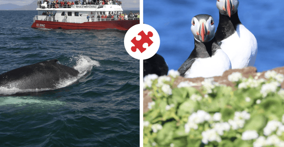 Reykjavik: Puffin and Whale Watching Boat Tour Combo