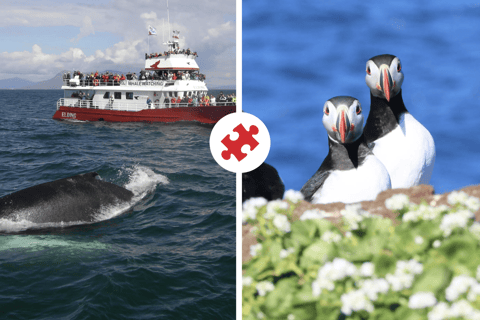 Reykjavik: Puffin and Whale Watching Boat Tour Combo