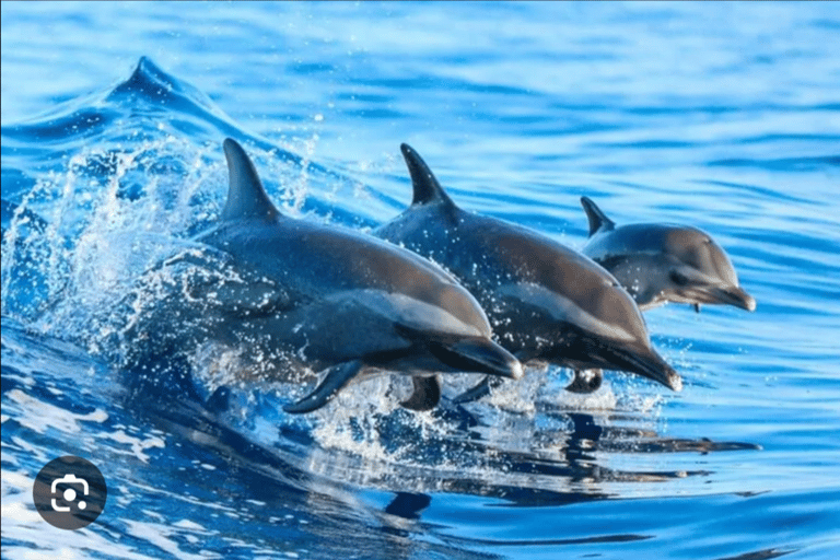 Mnemba Island , Snorkeling & Salaam cave with Expert guide Mnemba Island trip, Snorkeling with Expert local guide