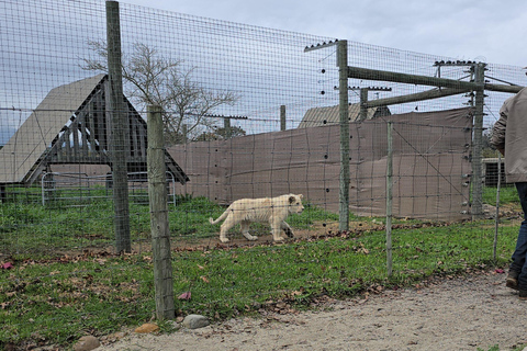 Cheetah, Giraffes Encounter, lion's park, and Wine Tasting