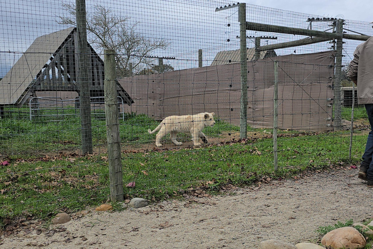 Cheetah, Giraffes Encounter, lion's park, and Wine Tasting