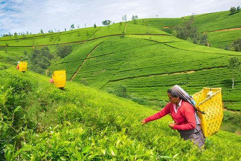 Sigiriya: Nuwara Eliya Day Trip with Tea Factory Visit Full Day Trip with Tea Factory Visit by Tuk Tuk