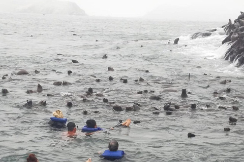 Nadar con leones marinos en Lima