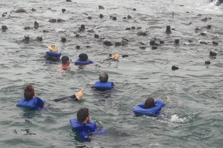 Nadar con leones marinos en Lima