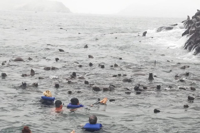 Swimming with sea lions in Lima