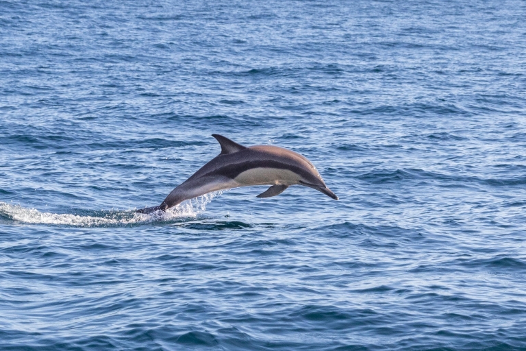 Lisbon: 3-Hour Dolphin Watching Boat Tour