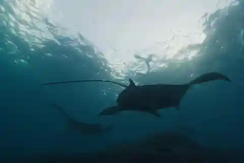 Bali : plongée avec tuba parmi les raies manta dans leur habitat naturel et déjeuner