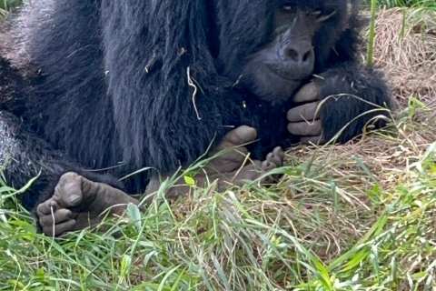 4 Daagse Rwanda Wildlife Safari & Gorilla Trektocht