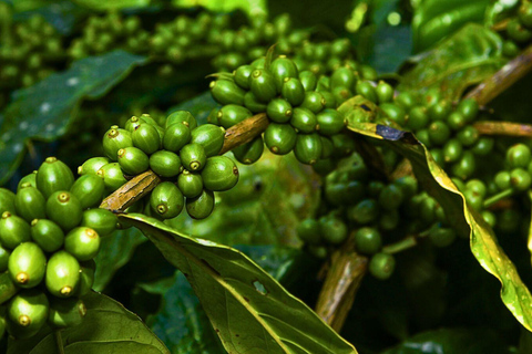 Chiang Mai : Parc national de Doi Inthanon et randonnée Pha Dok Siew