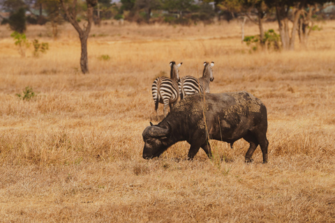 Zanzibar: safari a Saadani e fauna selvatica sull'oceano con voloDa Zanzibar: safari a Saadani in traghetto e ritorno in volo