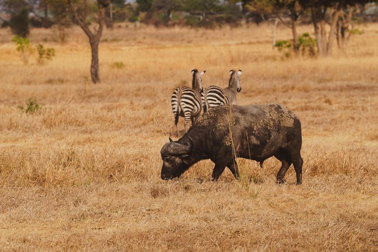 Zanzibar: safari a Saadani e fauna selvatica sull'oceano con voloDa Zanzibar: safari a Saadani in traghetto e ritorno in volo