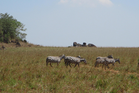 (Kopie von) 4 Tage Queen Elizabeth Wildlife Safari