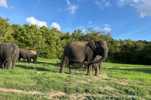 Parc national de Minneriya : Safari privé