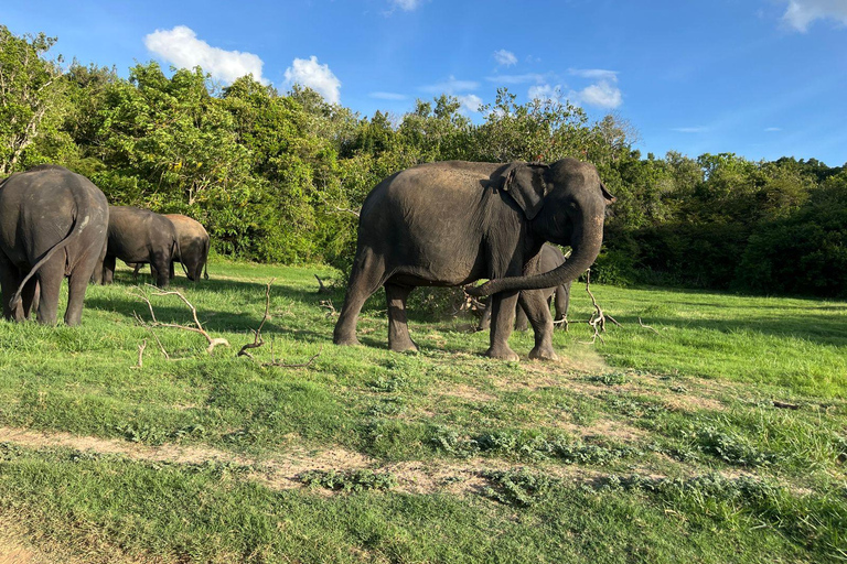 Parque Nacional de Minneriya : Safari en Jeep con entradas