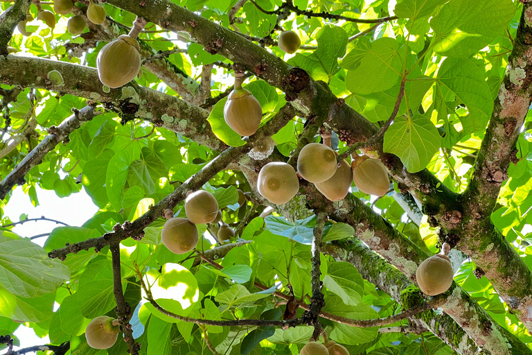 Medellin: Fruit Tour with tastings, nature and animals From Medellín: Fruit tour + Swimming Pools + 1 Bed