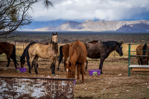 Phoenix: Desert Horseback Ride with Lunch Phoenix: Desert Horseback Ride (1 Hour) with Lunch