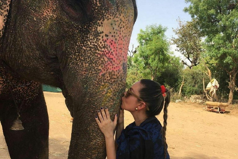 Jaipur: Hathigao Elephant Village Ride, Feeding, & Photos Riding, Feeding, Climbing And Photography with Elephant