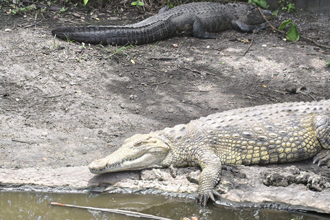 Miami: Everglades Small Group Tour in French Miami: Guided Everglades Tour in a Small Group in French