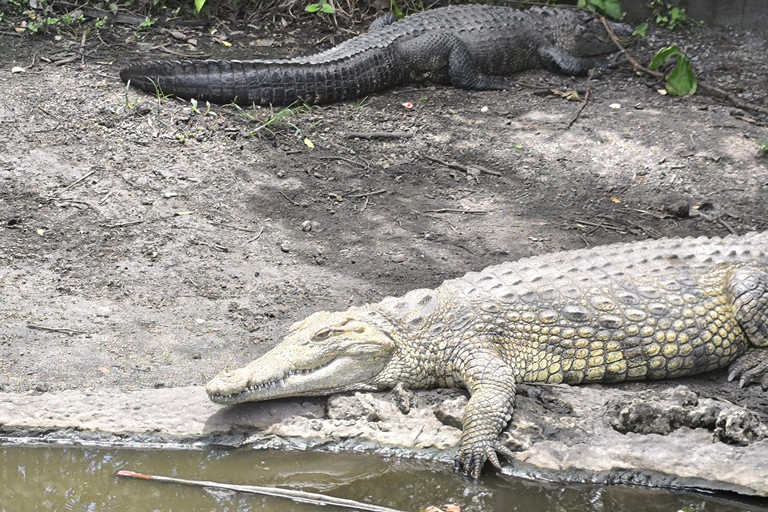 Miami: Everglades Small Group Tour in French Miami: Guided Everglades Tour in a Small Group in French