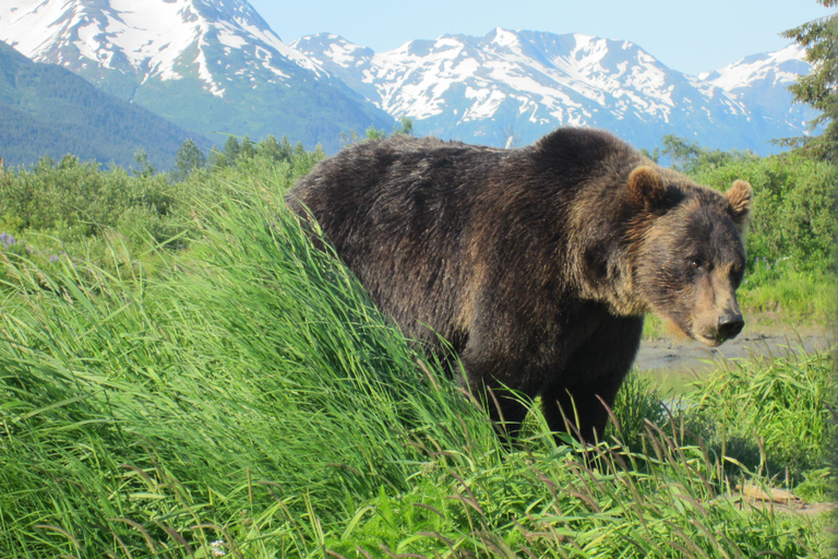 From Anchorage: Alaska Wildlife Center & Turnagain Arm Tour Year-Round Tour