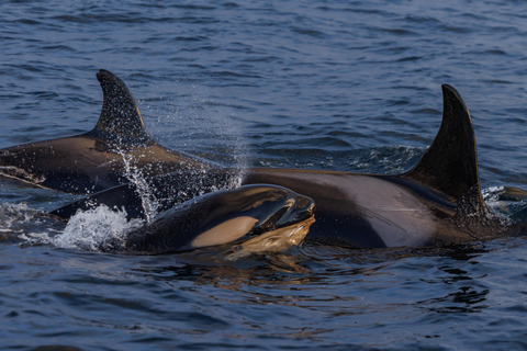 From Skjervøy: Whale Watching in a Heated Cabin Cruiser
