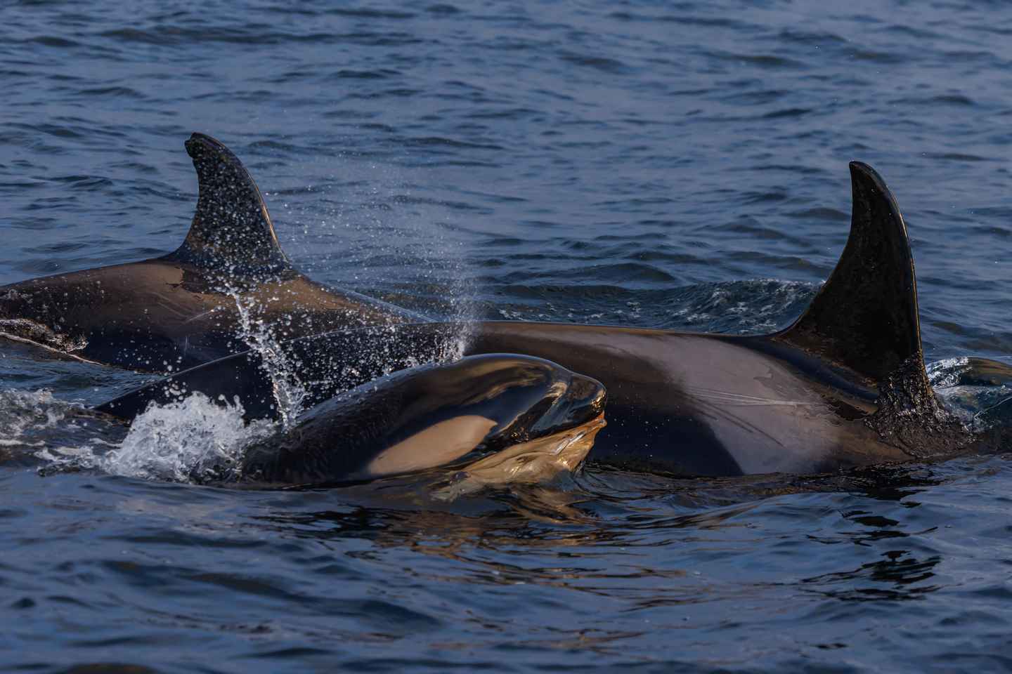 From Skjervøy: Whale Watching in a Heated Cabin Cruiser