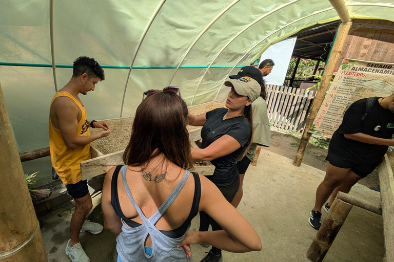 Coffee and Cacao Experience in Minca