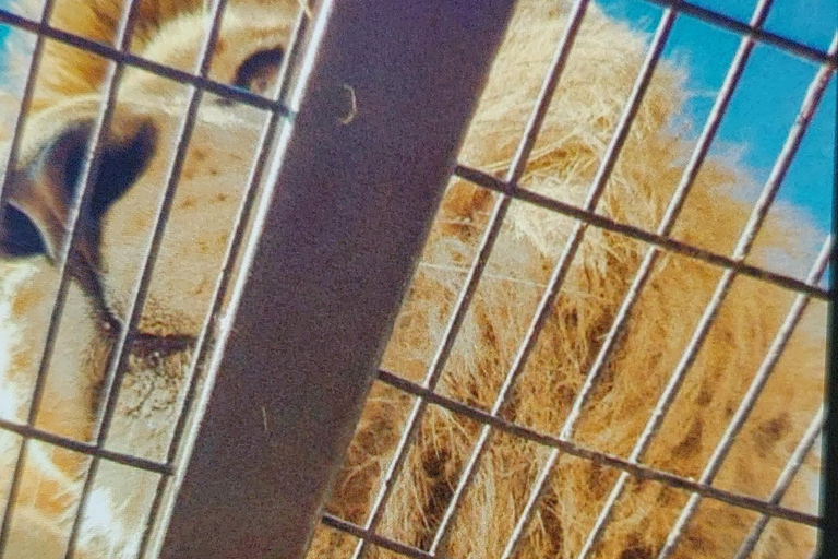 Santiago : visite du parc safari