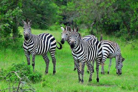 5-Day Lake Bunyonyi & Lake Mburo Tour with Boat Cruise