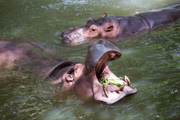 8 Days From Addis Ababa: Omo Valley Cultural & Tribal Tour