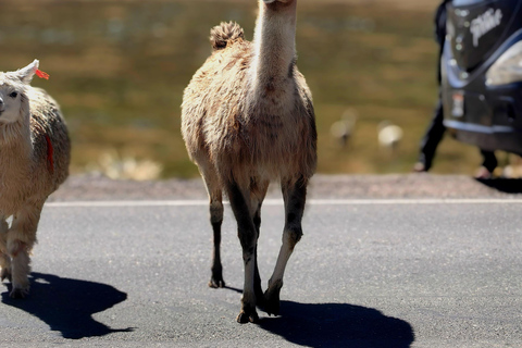 Puno–Colca Andean Expedition | Premium Scenic Trip to Chivay