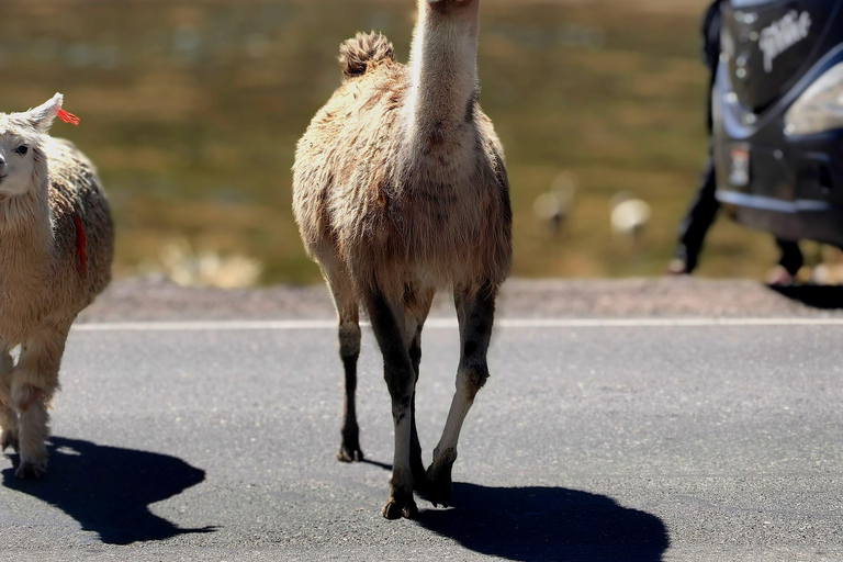 Puno–Colca Andean Expedition | Premium Scenic Trip to Chivay