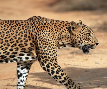 Tangalle/Hiriketiya: Transfer naar Ella met Yala Safari