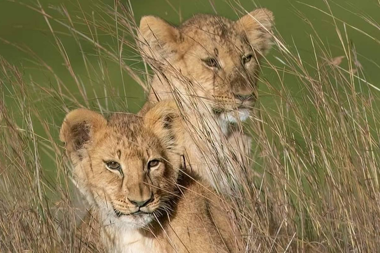 5 Days Tarangire, Ngorongoro & Serengeti National Park