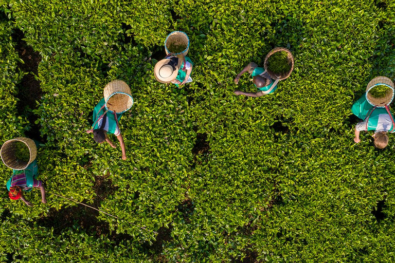 2-dniowa wycieczka kawowa nad jezioro Kivu2 dni od ziarna do filiżanki – kawa z jeziora Kivu