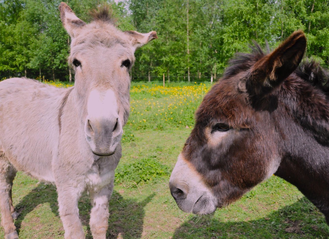 Moate: Adgangsbillet til Dún na Sí Amenity & Heritage Park