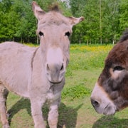 Moate: Dún na Sí Amenity & Heritage Park Admission Ticket