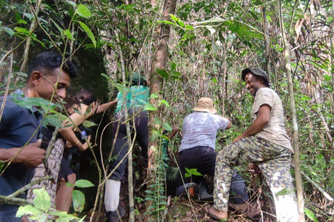 Sinharaja Rainforest Bird watching walking Tour